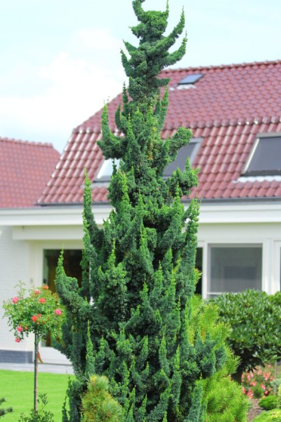 Кипарисовик Лавсона Вісселс Сагуаро|Chamaecyparis l. ’Wissel’s Saguaro’|Кипарисовик Лавсона Висселс Сагуаро